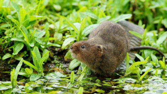 UK Biodiversity Loss Nearly at 50%, At Risk of “Ecological Meltdown”