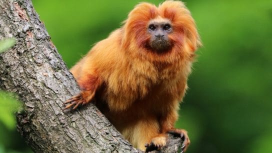 7 Amazon Rainforest Endangered Species In Need of Saving
