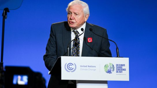 7 Best David Attenborough Movies About Nature and Wildlife