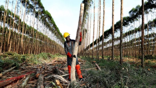13 Major Companies Responsible for Deforestation
