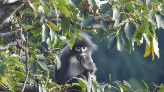 Ghostly Monkey Among 224 New Species Found in Mekong Region