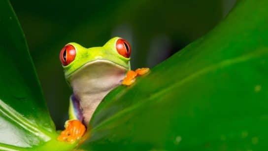 Explainer: What Are the Aichi Biodiversity Targets?