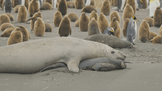 EXCLUSIVE: In Pictures – Avian Flu Ravages Seal Populations in Sub-Antarctica; Penguins Could Be Next