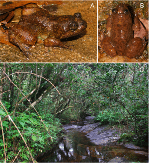 Lankanectes pera (A) Dorsolateral view; (B) Dorsal view; (C) Habitat (photograph by Senevirathne, et al, 2018).